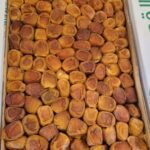 kurma az zahra premium